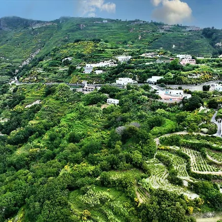 Gesualda